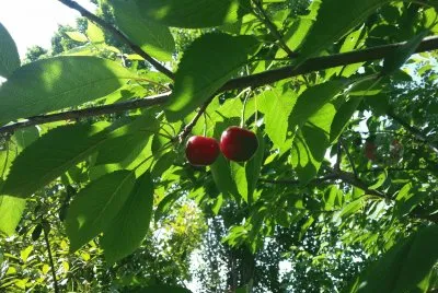 rosse di sole