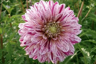 dahlia