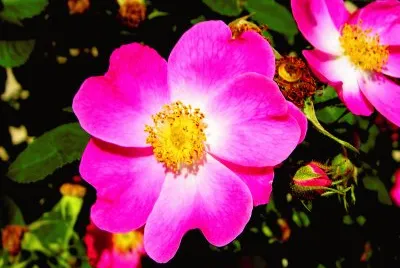 פאזל של fleurs