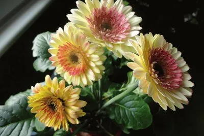 gerbera