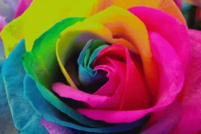 Rainbow Rose jigsaw puzzle