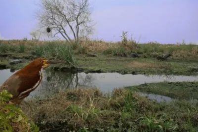 En los Esteros del IberÃ¡. Corrientes. Argentina