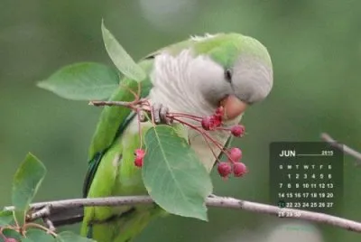 פאזל של june1