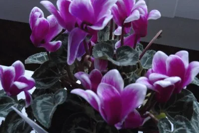 cyclamen