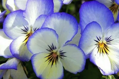 flores