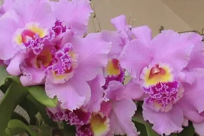 flores