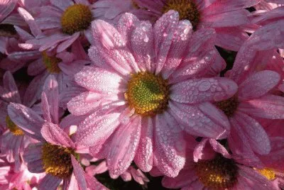 flores