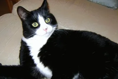 Cats
