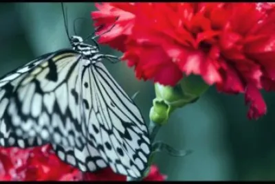 borboleta