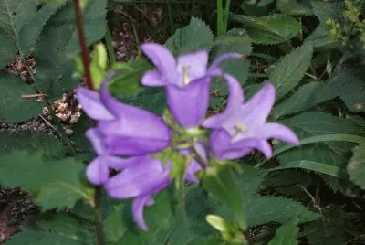 campanule