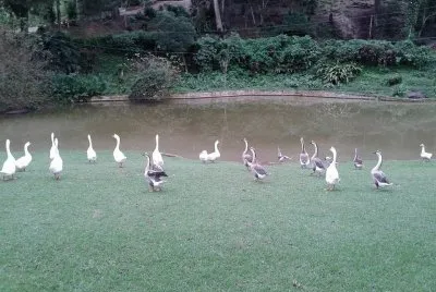 Gansos no Parque