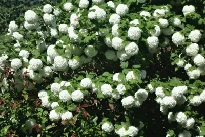 boules de neige