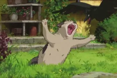 gatto