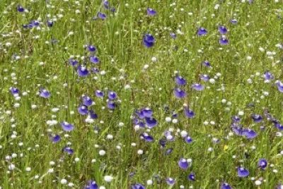 primavera