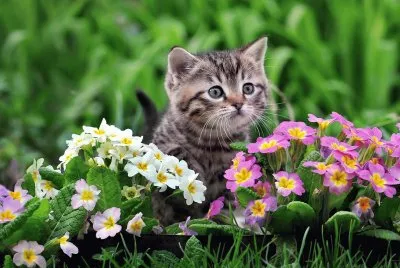 entre las flores