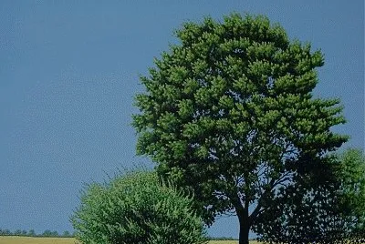 57