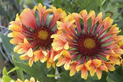 gaillardes