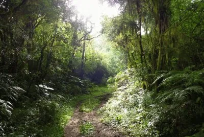Bosque en la Provincia de TucumÃ¡n. Argentina