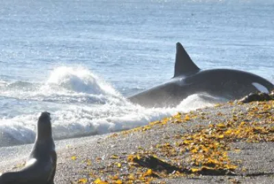 Orca en la PenÃ­nsula de ValdÃ©s. Chubut. Argentina jigsaw puzzle
