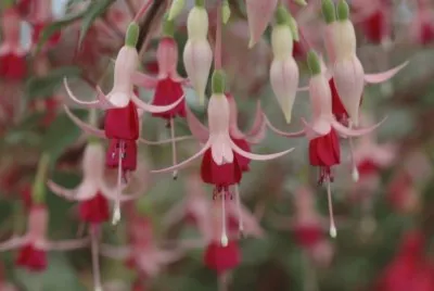 fuchsia