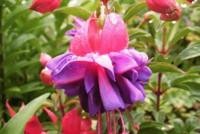 fuchsia