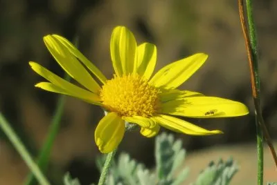 erba fiorita
