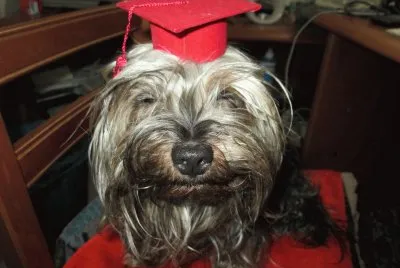 Mi perrita en el dia de su graduaciÃ³n