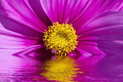 Flor