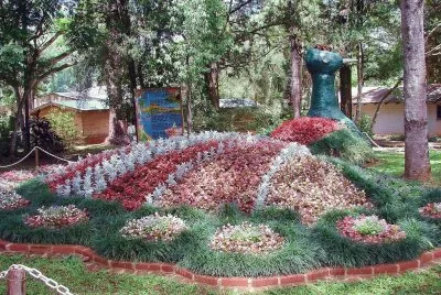 En Montecarlo. Misiones. Argentina jigsaw puzzle