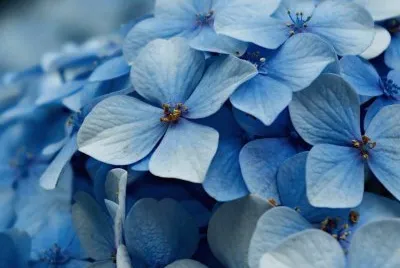 Flower jigsaw puzzle