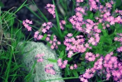Flowers jigsaw puzzle