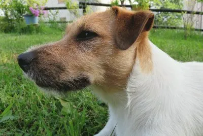 Macchia