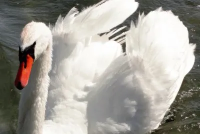 פאזל של cygne