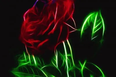 red rose