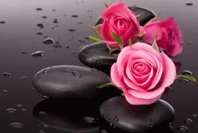 pink rose