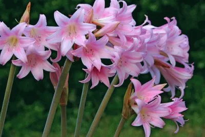 amaryllis
