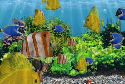 Peixes