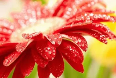 flores jigsaw puzzle
