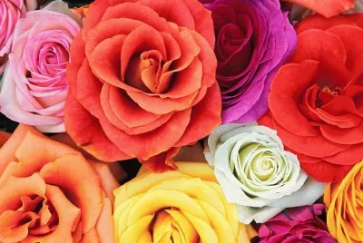 Colored Roses jigsaw puzzle