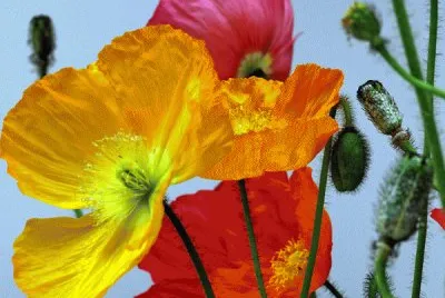 Summer Melody jigsaw puzzle