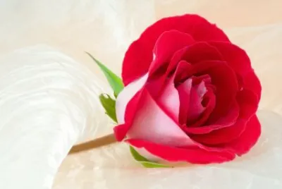 פאזל של amor eterno
