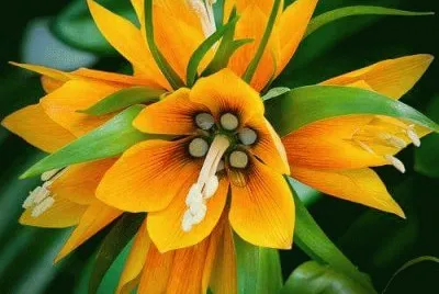 flor