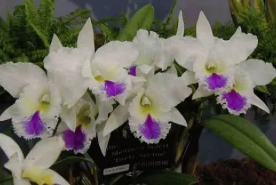 orquÃ­dea