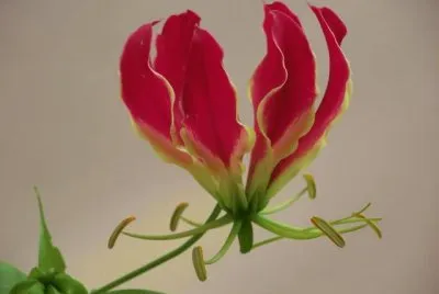 gloriosa