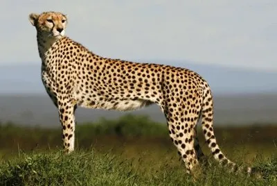 gue