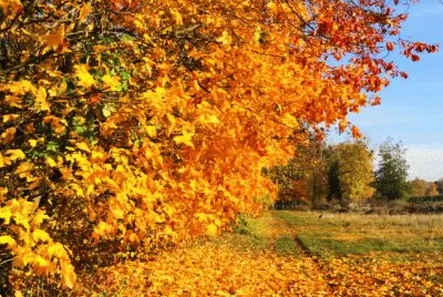 automne