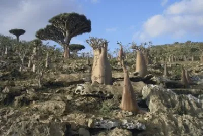 En el ArchipiÃ©lago de Socotra. Yemen jigsaw puzzle