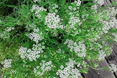alyssum