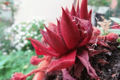 sempervivum
