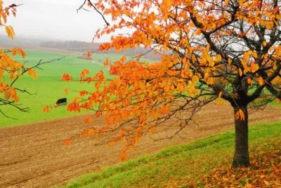 automne
